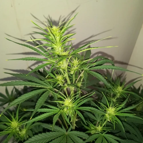 Stardawg Auto Week 5