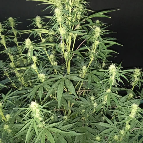 Stardawg Auto Week 6