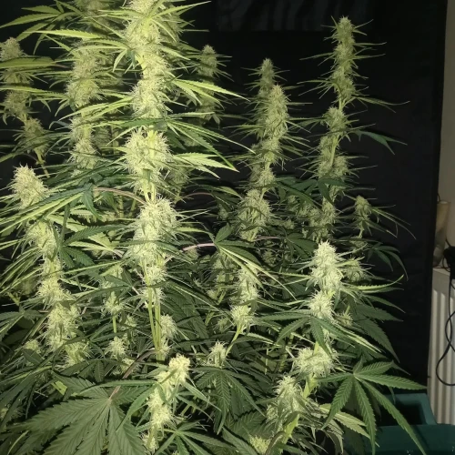 Stardawg Auto Week 7