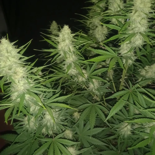 Stardawg Auto Week 8