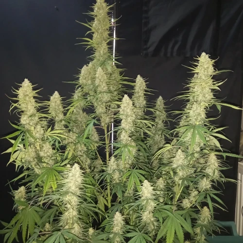 Stardawg Auto Week 9