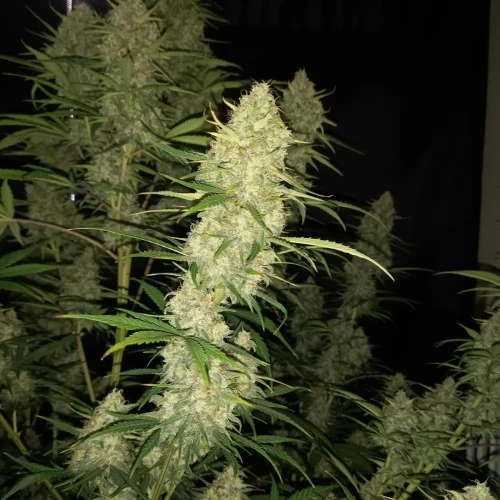 Stardawg Auto Week 10