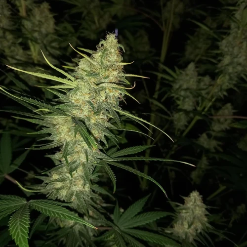 Stardawg Auto Week 10