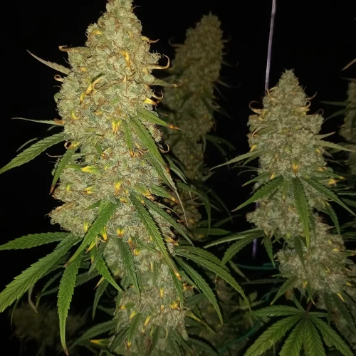 Stardawg Auto Week 12