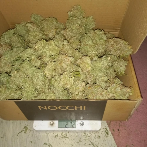 Stardawg Auto Week 13