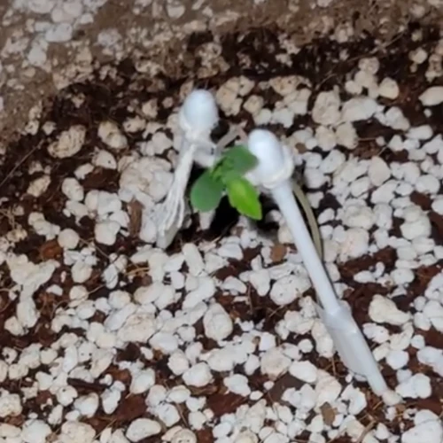 Strawberry Kush Week 1