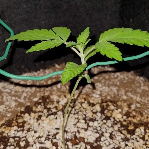 Strawberry Kush Week 2