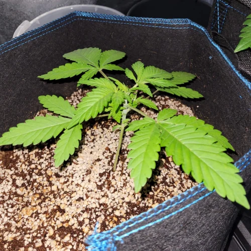 Strawberry Kush Week 3