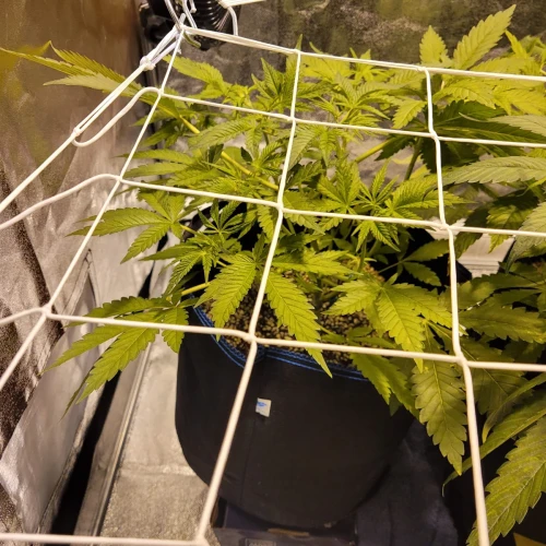Strawberry Kush Week 5