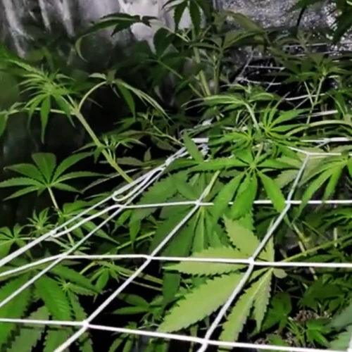 Strawberry Kush Week 7