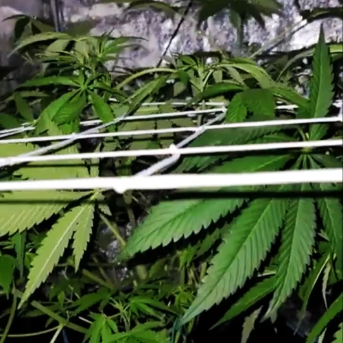 Strawberry Kush Week 8