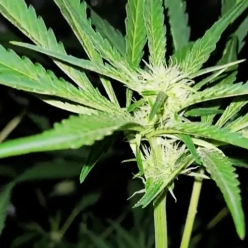 Strawberry Kush Week 10