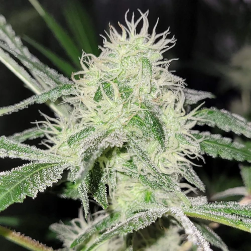 Strawberry Kush Week 11