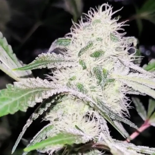 Strawberry Kush Week 12