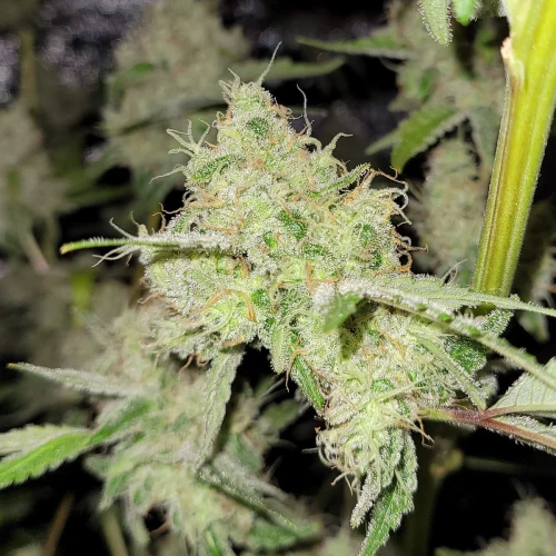Strawberry Kush Week 13