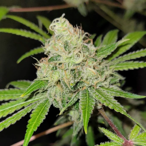 Strawberry Kush Week 14