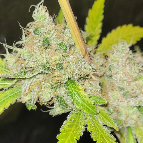 Strawberry Kush Week 15