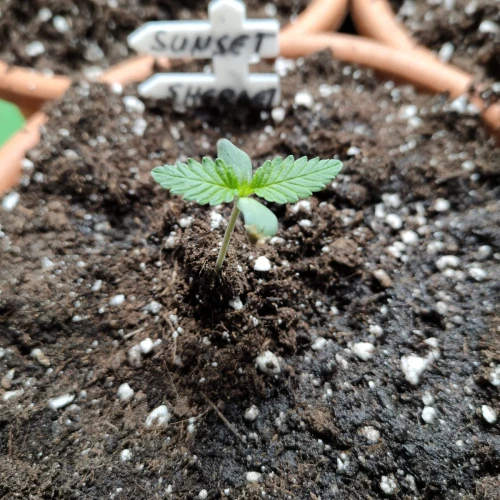 Sunset Sherbet Week 1