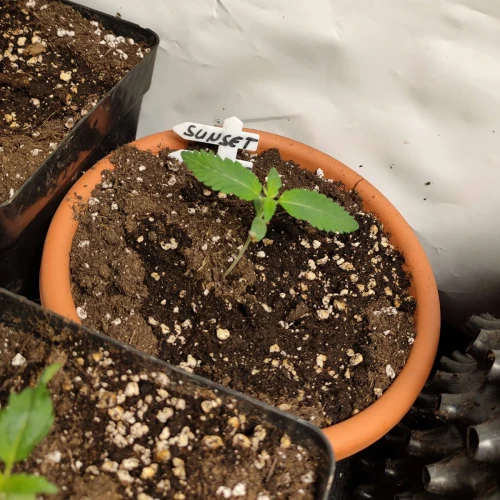 Sunset Sherbet Week 2