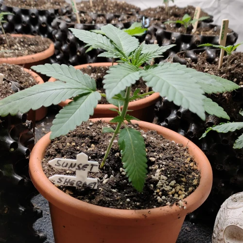 Sunset Sherbet Week 3