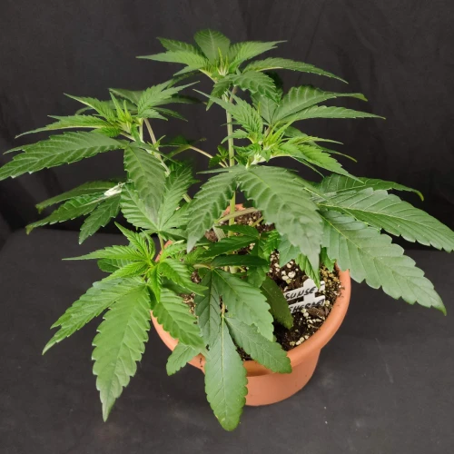 Sunset Sherbet Week 5