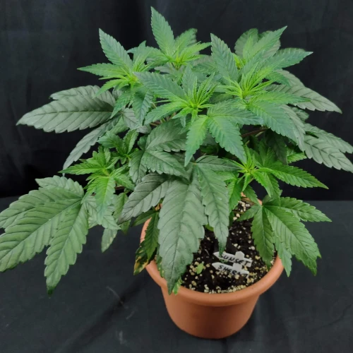 Sunset Sherbet Week 6