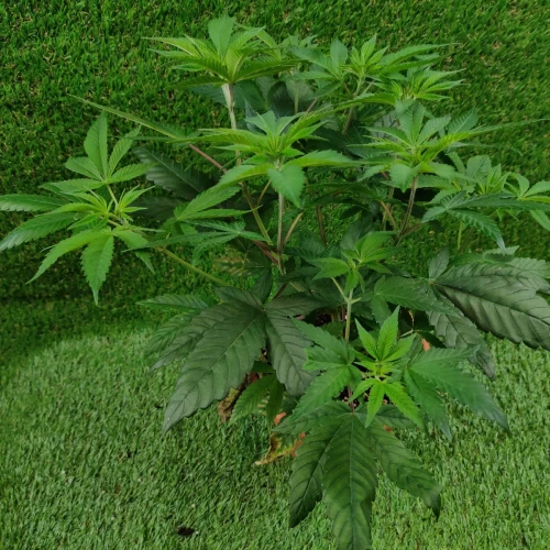 Sunset Sherbet Week 7