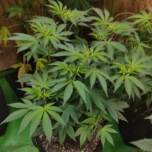 Sunset Sherbet Week 8