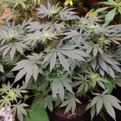 Sunset Sherbet Week 9