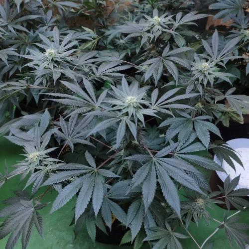 Sunset Sherbet Week 10
