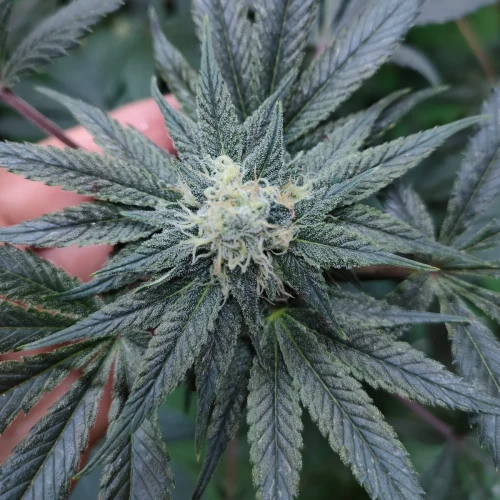 Sunset Sherbet Week 11