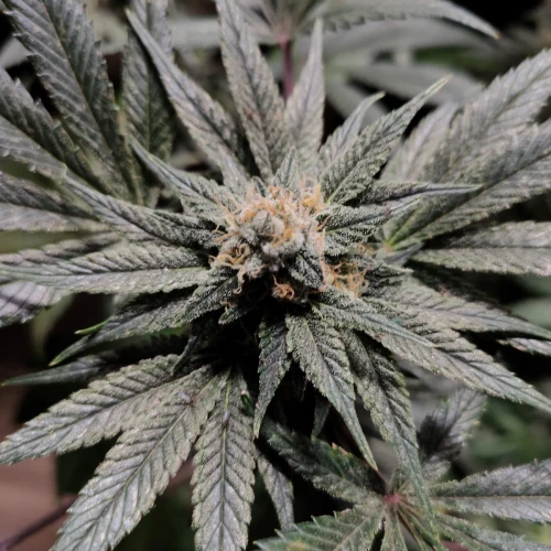 Sunset Sherbet Week 12