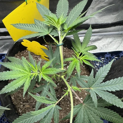 Superboof Week 3