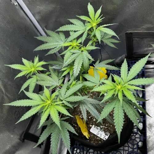 Superboof Week 4