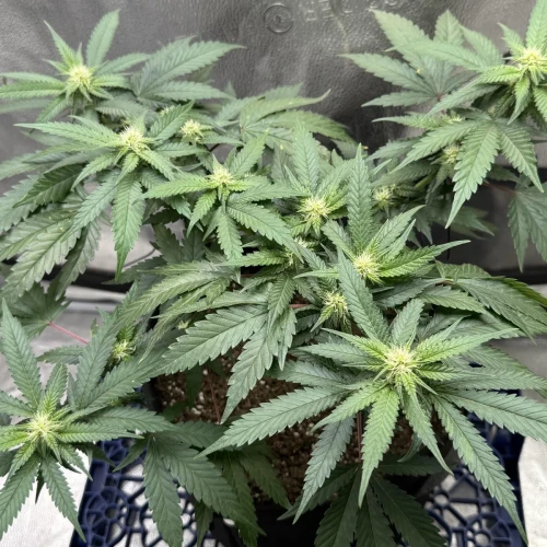 Superboof Week 5
