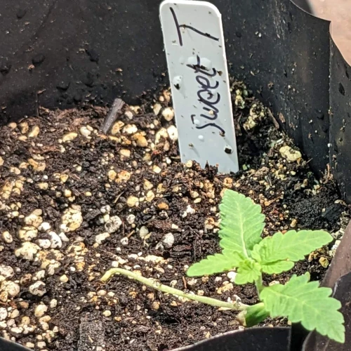 Sweet Tooth Week 4