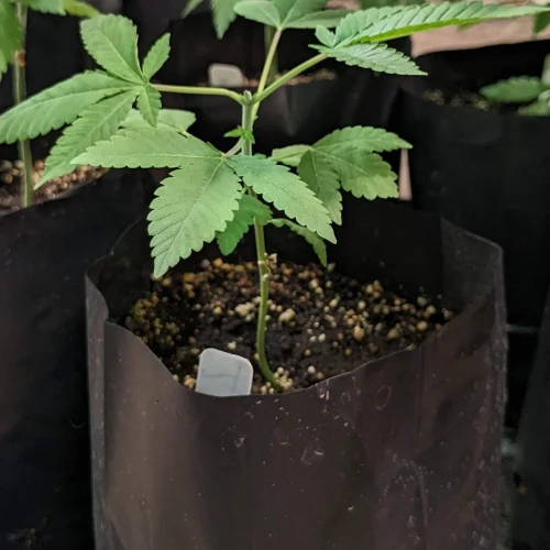Sweet Tooth Week 6