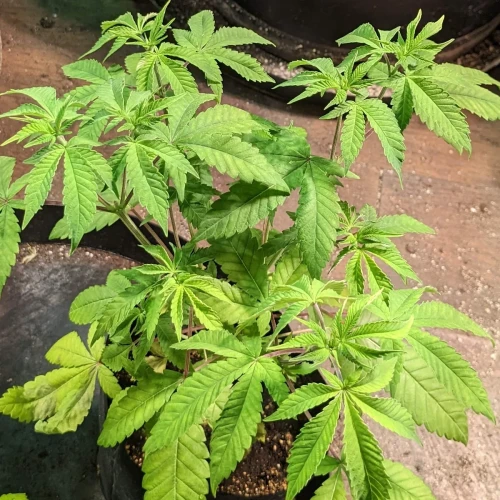 Sweet Tooth Week 9