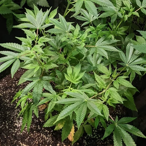 Sweet Tooth Week 11