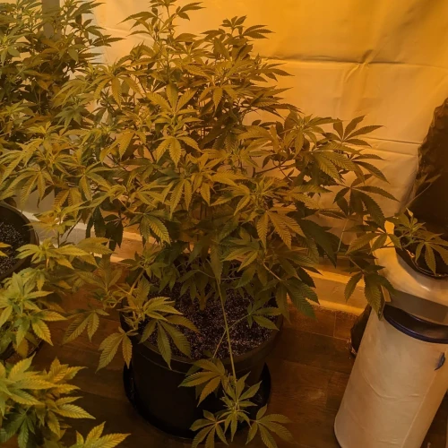Sweet Tooth Week 13