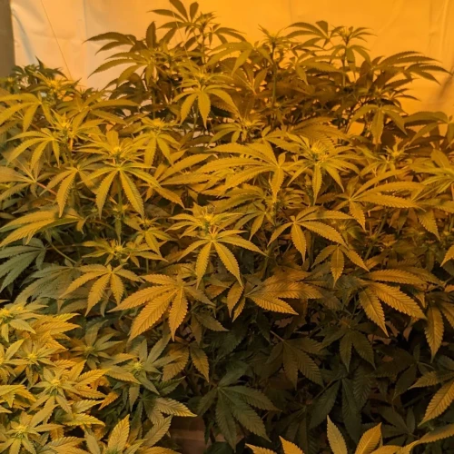 Sweet Tooth Week 14
