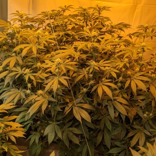 Sweet Tooth Week 15