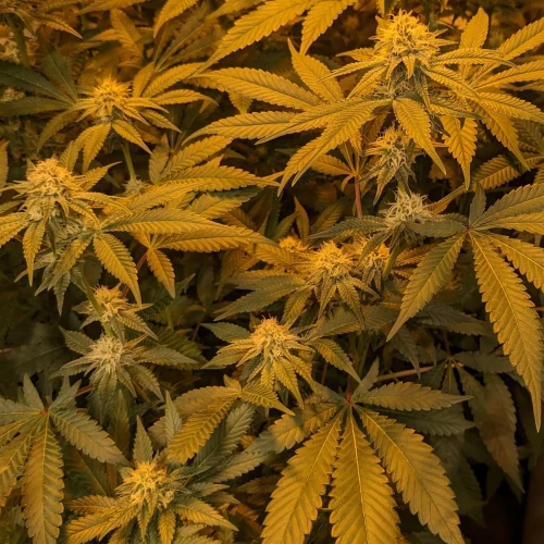 Sweet Tooth Week 16