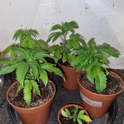 Trainwreck Week 3