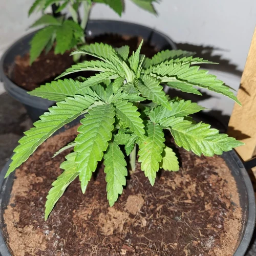 Trainwreck Week 4