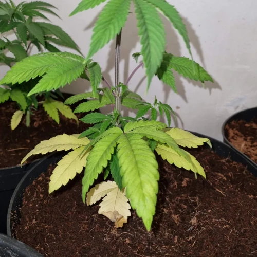 Trainwreck Week 5