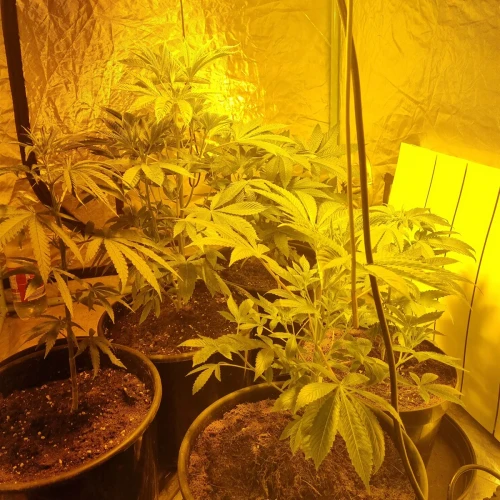 Trainwreck Week 6