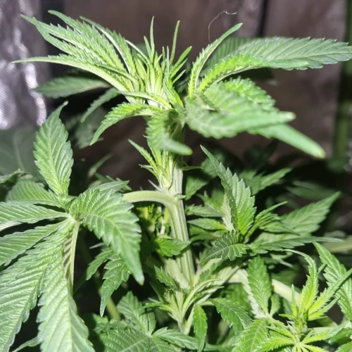 Trainwreck Week 7