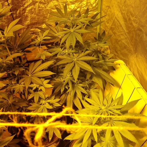 Trainwreck Week 8
