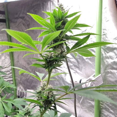 Trainwreck Week 9